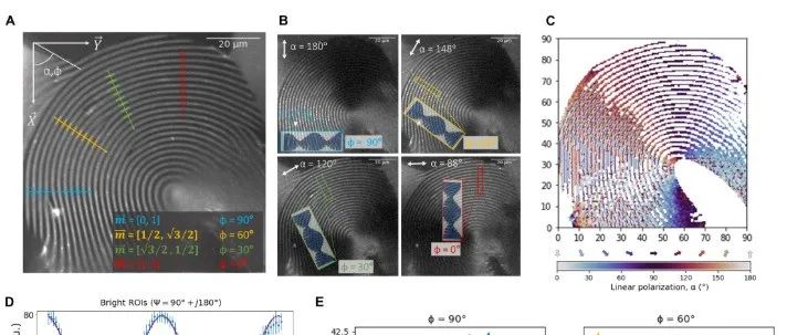 Science Advances 扭曲成像：通过SHG显微镜对纤维素纳米晶体的手性向列相的三维观察