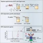 Cell Chem. Biol. | 一种基于亲和力的耗竭策略用于评价麦角硫因的细菌生理学影响