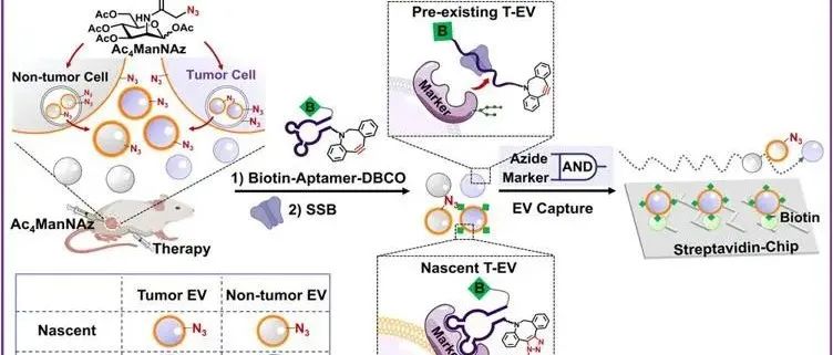 J. Am. Chem. Soc. | 通过代谢标记的时间戳和适配体驱动的特异性点击化学分析新生肿瘤胞外囊泡