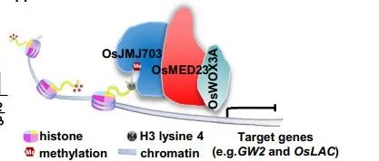 文献分享 | 转录抑制复合体OsJMJ703-OsMED23-OsWOX3A调控水稻种子大小与产量