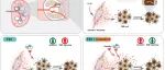 Nat Cancer | 上海交通大学朱鹤团队揭示了脾脏对抗白血病的全新机制