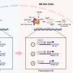 Sci Immunol  | 李鹏/孔祥谦合作发现DNMT1抑制将T细胞重编程为具有有效抗肿瘤活性的NK样细胞！