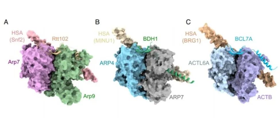 BDH蛋白，PNAS！