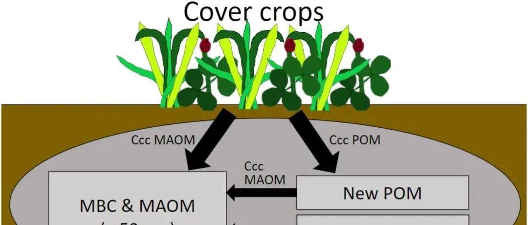 草豆混播丨SOIL BIOL BIOCHEM：一种豆科草本覆盖作物可在多变的农业土壤中形成与矿物质相关的有机物质