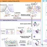 JACS| 通过代谢时间标记和适配体驱动的特异性点击化学分析新生肿瘤细胞外囊泡