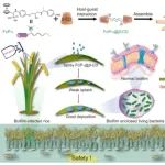 Nature Commun：一种用于预防和治疗植物相关生物膜的超分子杀菌材料