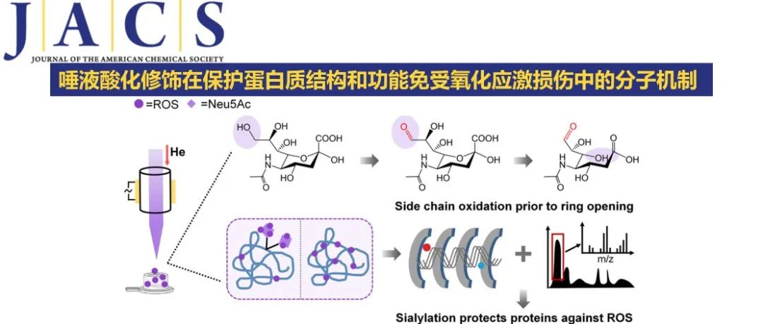 JACS | 唾液酸化修饰在保护蛋白质结构和功能免受氧化应激损伤中的分子机制