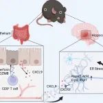 Gastroenterology | 首都医科大学研究团队发现CD8+&#160;T细胞产生的穿孔素加重IBD诱导的抑郁症！