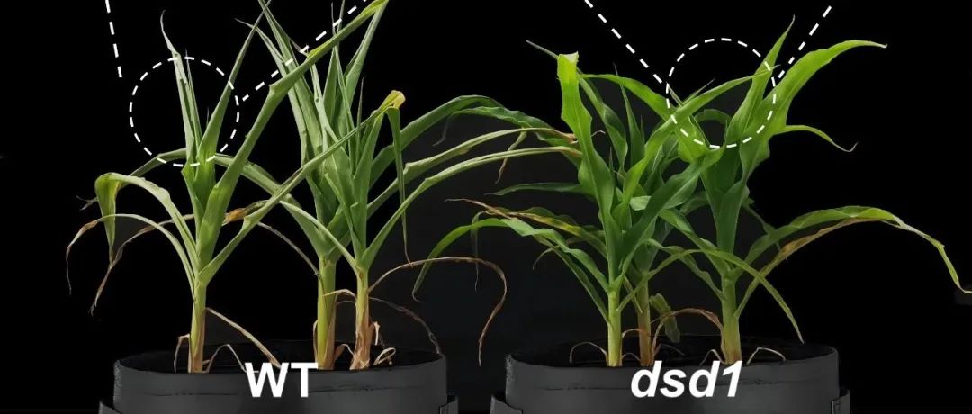 JIPB | 甘肃省农业科学院作物研究所联合兰州大学生命科学学院揭示转录因子DSD1/ZmICEb调控玉米气孔发育和耐旱性的机制