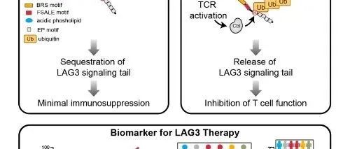Cell | 中国科学院分子细胞科学卓越创新中心许琛琦组合作揭示免疫检查点LAG3活化新机制及其临床应用前景
