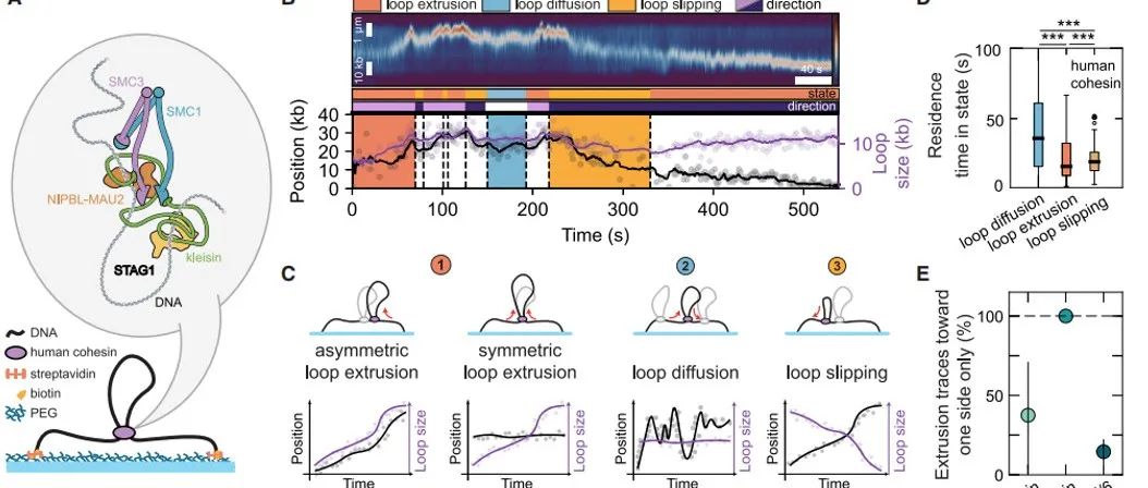 Cell | 真核生物SMC蛋白复合体的DNA环挤出方向性及其切换机制