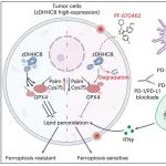 Nat Cancer | 中山大学崔隽团队发现癌症铁死亡疗法新靶点