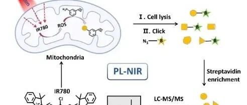 Analytical chemistry|近红外光介导的活细胞线粒体蛋白质组邻近标记