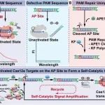 BB.利用缺陷 PAM 驱动的 CRISPR-Cas12a 自催化生物传感器高效检测 APE1