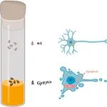 Redox Biology | 同济大学薛雷团队揭示伴侣蛋白Gp93调控脑衰老的机制