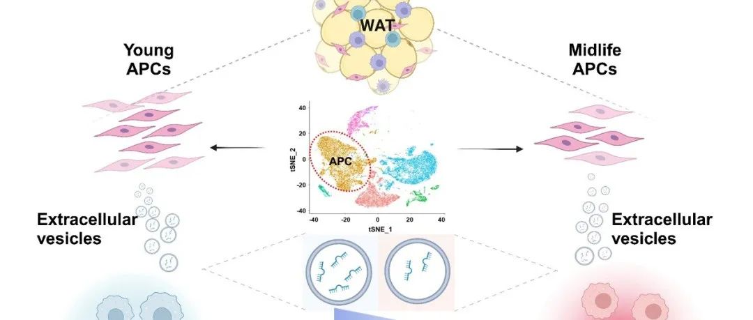 Nat Commun | 华中科技大学王从义团队合作揭示脂肪祖细胞来源的细胞外囊泡通过调控巨噬细胞M1极化改善中年肥胖的新机制