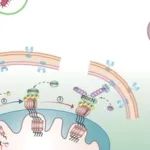 Autophagy丨华南农业大学廖明/张建民等合作发现靶向SseJ-PHB2 介导的宿主线粒体自噬通路有望成为新策略