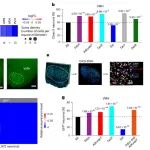 Nat Neurosci | 中科院脑智卓越中心许晓鸿等描绘下丘脑多肽能神经元的全脑投射模式！