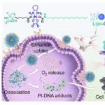青岛大学魏登帅ACS Nano：靶向生物素受体的PtIV载氧前药两亲体可缓解肿瘤乏氧诱导的免疫化疗抑制