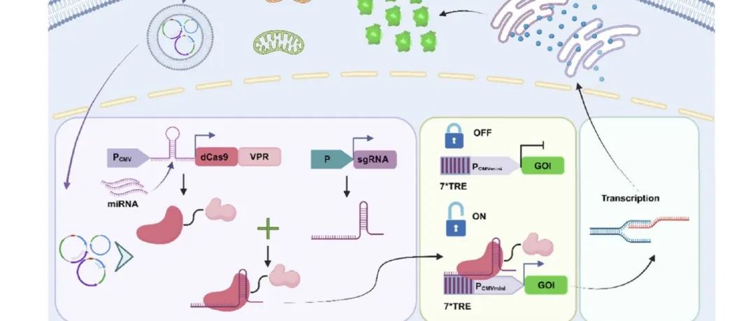 ACS Nano：基于Toehold的CRISPR-dCas9系统用于肿瘤与糖尿病小鼠模型中时空可控的基因治疗