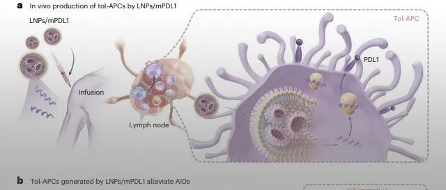 中科大王育才/李敏团队 Nat. Biomed. Eng.: 设计低免疫原性mRNA递送载体在体内重编程耐受性APC