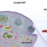 Biomaterials丨沈阳药科大学乔明曦团队通过调控线粒体脂肪酸氧化诱导癌细胞特异性、非铁依赖性铁死亡