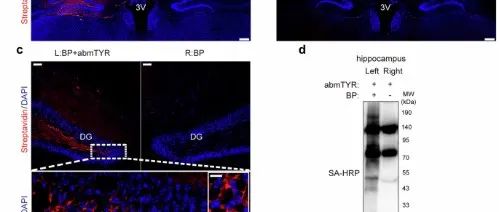 清华大学秦为团队最新Nature子刊