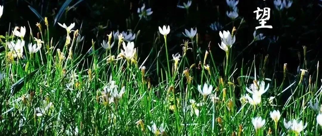 南京航空航天大学博士毕业生郑立凯：钙钛矿太阳能电池 | Science
