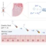 Nano Lett：基于金属-有机框架的药物缓释微火箭