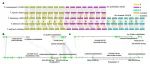 北京大学邓兴旺/何航/李博生合作最新Nature子刊