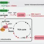 Nat Commun｜中山大学潘超云课题组联合中山一院妇科刘军秀、李洁课题组揭示卵巢癌盆腹腔转移的代谢调控机制