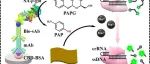 AC.β-半乳糖苷酶介导的、Mn2+激活的 CRISPR/Cas12a 级联反应用于多菌灵的免疫吸附测定