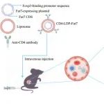 Gastroenterology | 南方医科大学研究团队表明FUT7促Treg肠道归巢和免疫抑制