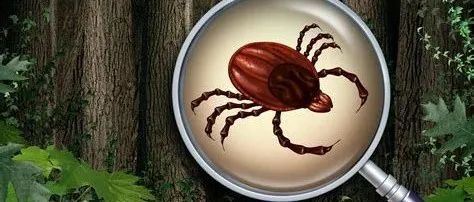 致命高热从何而来？揭开“发热伴血小板减少综合征”的神秘面纱