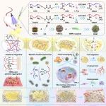 浙江省人民医院孙燚团队、福州大学张进教授团队《ACS Nano》：仿生CAT纳米酶修饰的光增强复合水凝胶用于级联调控骨再生