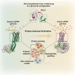 Mol Cell | 浙江大学张岩团队合作解析质子感应G蛋白偶联受体信号感知与激活图谱