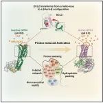 Mol Cell | 浙江大学张岩等合作解析质子感应G蛋白偶联受体信号感知与激活图谱