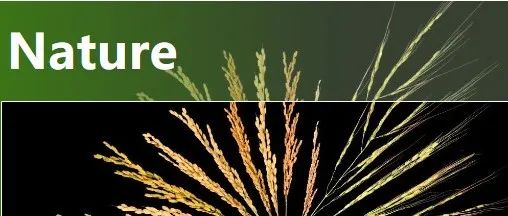 Nature | 里程碑！韩斌院士团队破解野生稻遗传多样性密码 助力水稻种质资源创新