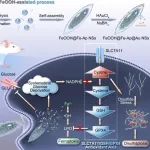 ACS Nano丨吉林大学张皓/张松灵/万兰兰研究发现全面剥夺葡萄糖可诱发肿瘤细胞二硫死亡和铁死亡