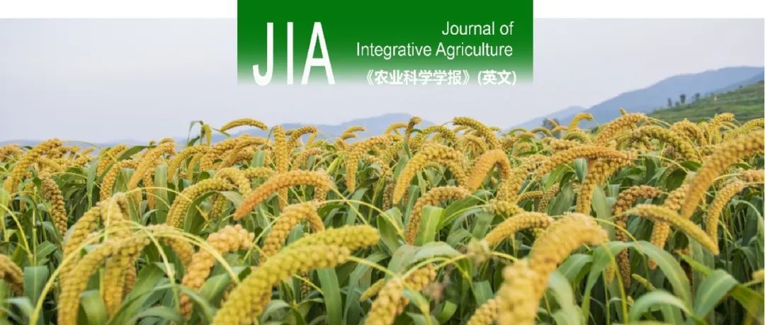 JIA｜山西农业大学谷子产业化技术创新团队揭示SiEPF通过降低气孔密度调控谷子水分利用效率和抗旱性