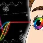最精密的量子探测器，就藏在你的眼睛里？