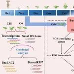 文献解读｜中国农科院油料所破译油菜抗寒基因密码