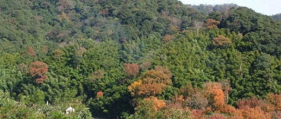 中南林业科技大学陈利军副教授团队在亚热带森林土壤真菌关键种驱动土壤多功能性领域取得进展