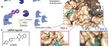 JACS|基于USP28的去泛素酶靶向嵌合体用于癌症治疗