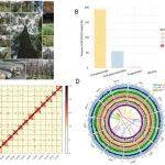 GIGA SCIENCE | 广西林科院联合北京林业大学破解马尾松高产脂遗传密码与适应性进化机制