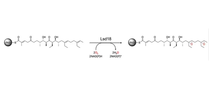 阅读 Angew丨Lasalocid A生物合成中黄素依赖型单加氧酶催化连续环氧化反应的结构基础