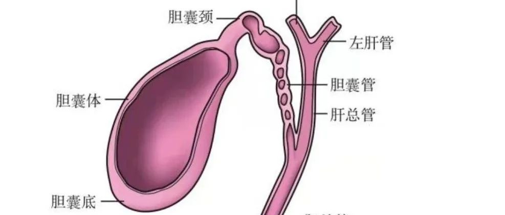 JVIR：急性胆囊炎介入引流的最佳时机-因“级”制宜