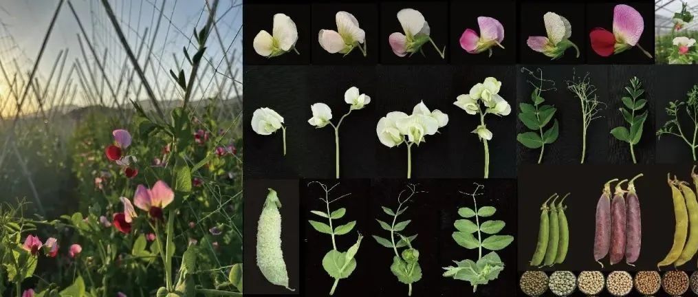 Nature||刚刚，我国植物科学领域再发Nature，破解孟德尔豌豆遗传学的百年之谜