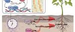Sci Adv丨中国科学院刘晓团队研究发现生物钟通过调节锌饥饿反应和次生代谢在真菌发病过程中起着至关重要的作用