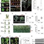 东北林业大学博士后一作在植物科学一区Top期刊（IF=11.2）发表研究成果！解密菊花花期调控的新机制